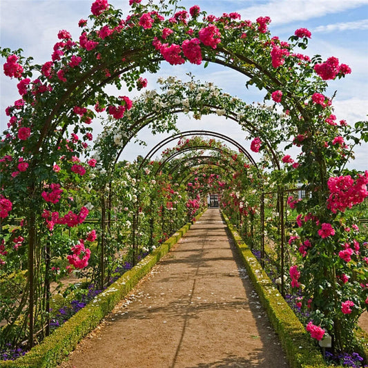 US Heavy Duty Metal Garden Arch with roses